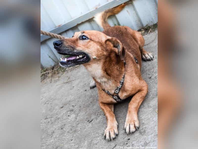 Füge, geb. 2021, 40 cm wartet sehnsüchtig auf seine Menschen