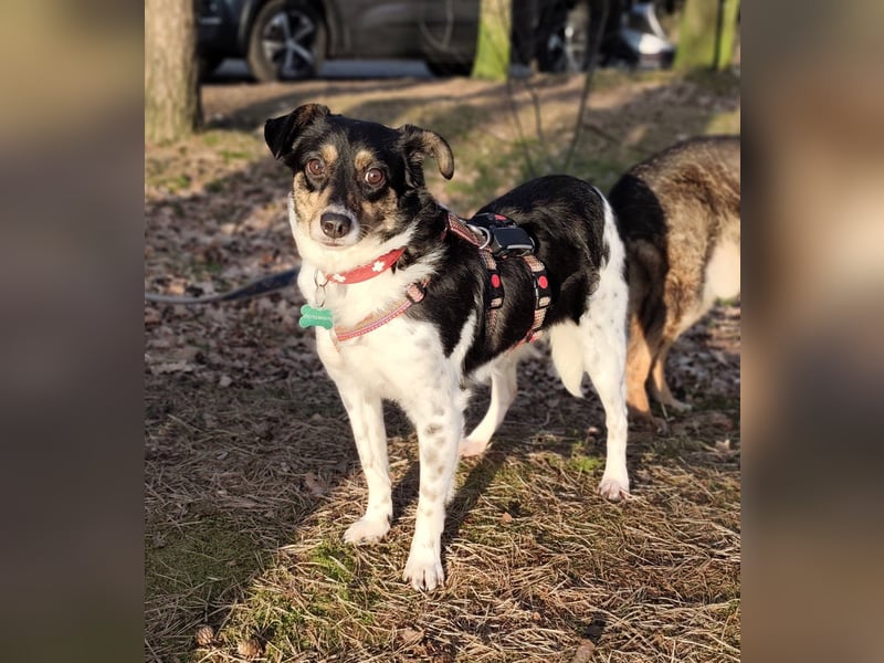 Milo, geboren 21.05.2023, 43cm sucht sein Zuhause (Pflegestelle in Deutschland)