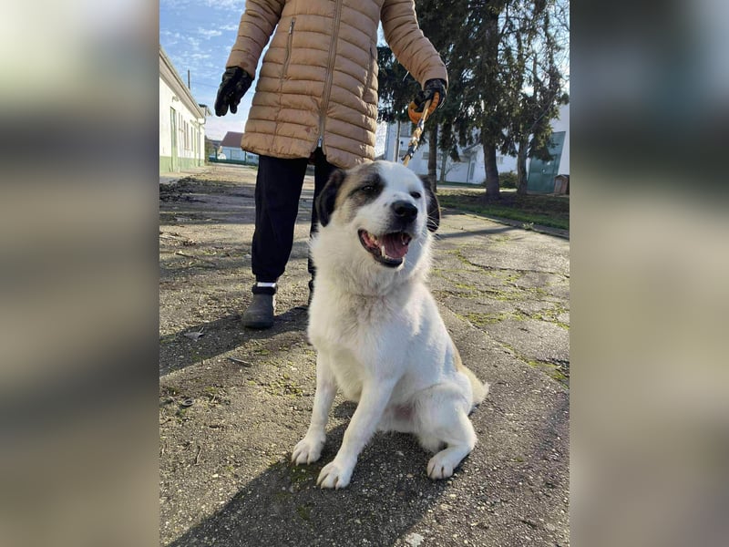 Cooper, geboren 01.07.2023, 40cm sucht sein Glück