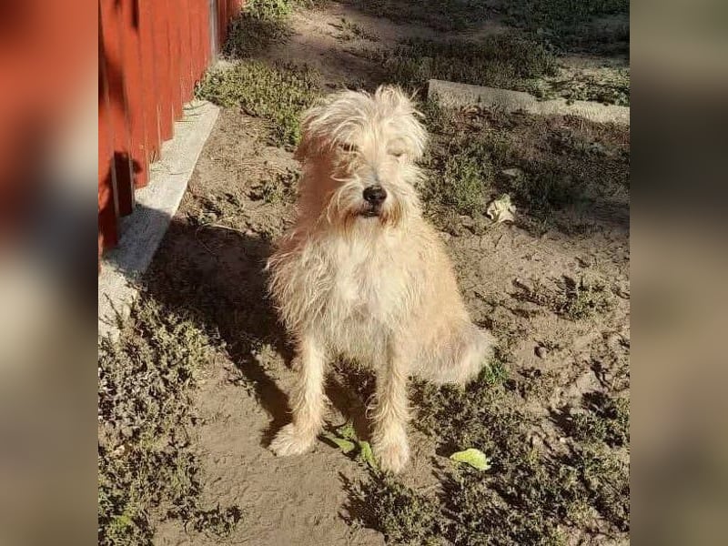 Berci, 2 Jahre, 35 cm, sucht nach seinem Körbchen