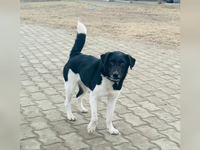 Domino, 2 Jahre, 38cm, wünscht sich ein eigenes Körbchen