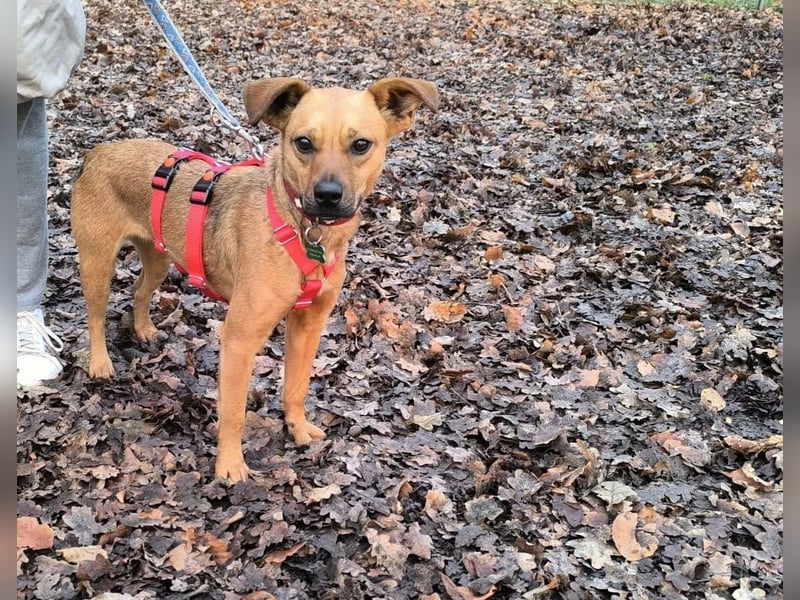 Borcsa, geboren 25.06.2024, 41cm sucht ihr Körbchen (Pflegestelle Deutschland)