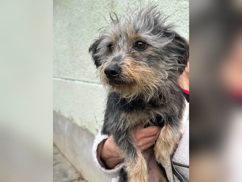 Lola, 5 Jahre, 32cm sucht ihr Plätzchen