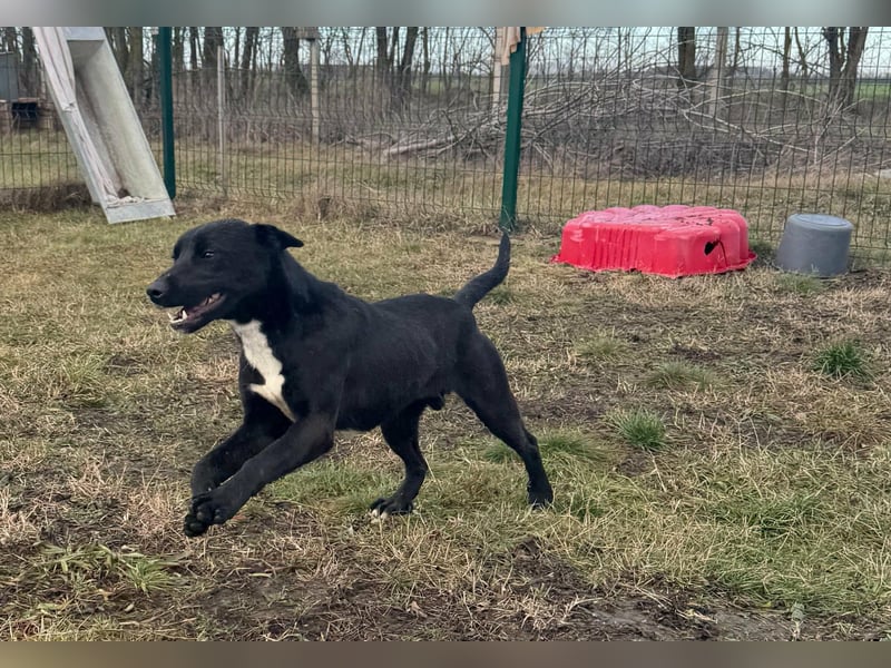 Anton, geboren 25.12.2024, 42cm sucht seine Menschen
