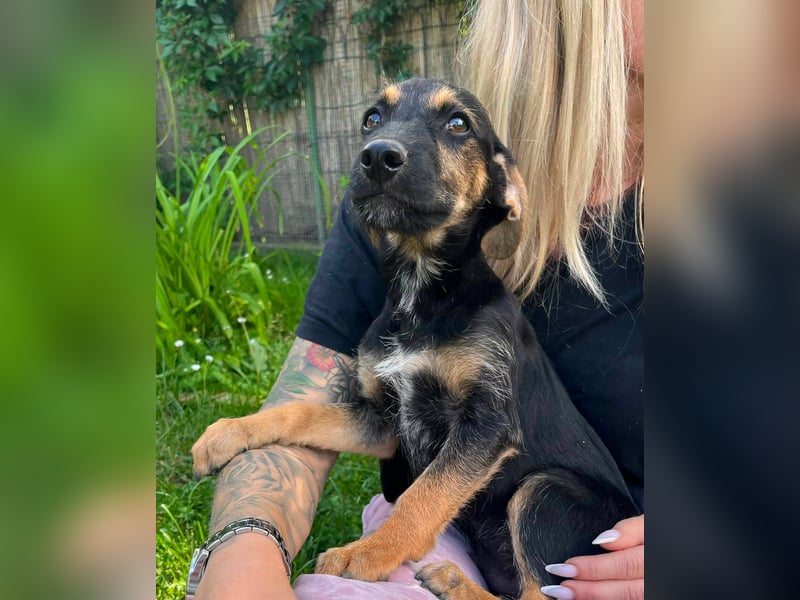 Tyler, geboren 08.02.2026, 30cm sucht seine Menschen