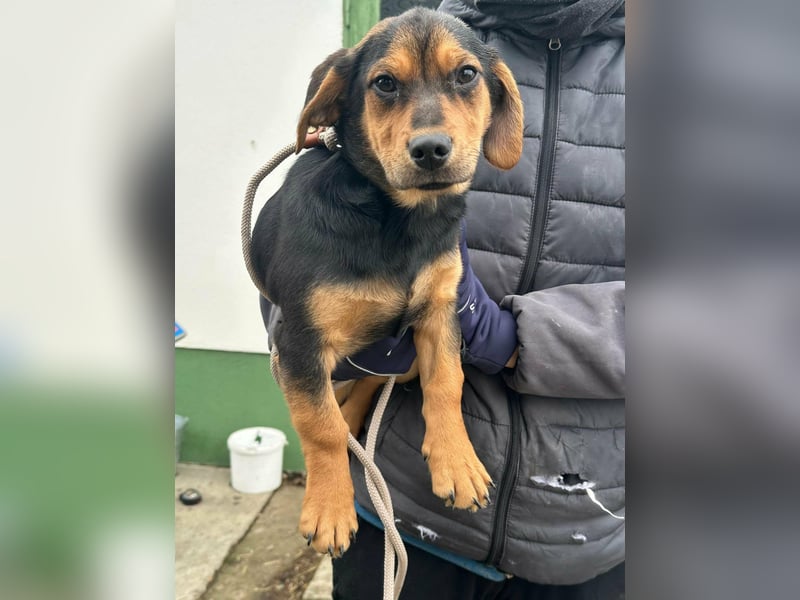 Chris, geboren 26.10.2025, 30cm sucht DICH!