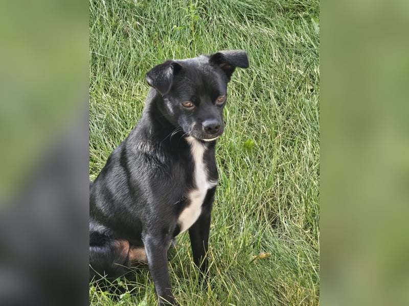 Onix, geboren 31.01.2025, 38cm sucht neuen Wirkungskreis (Pflegestelle in Deutschland)