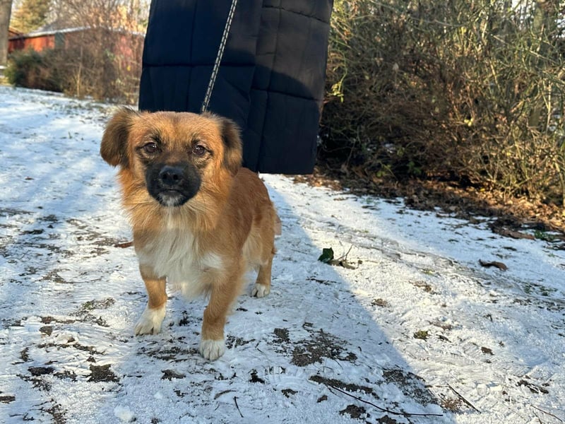 Leo, geboren 12.05.2023, 31cm sucht sein Glück