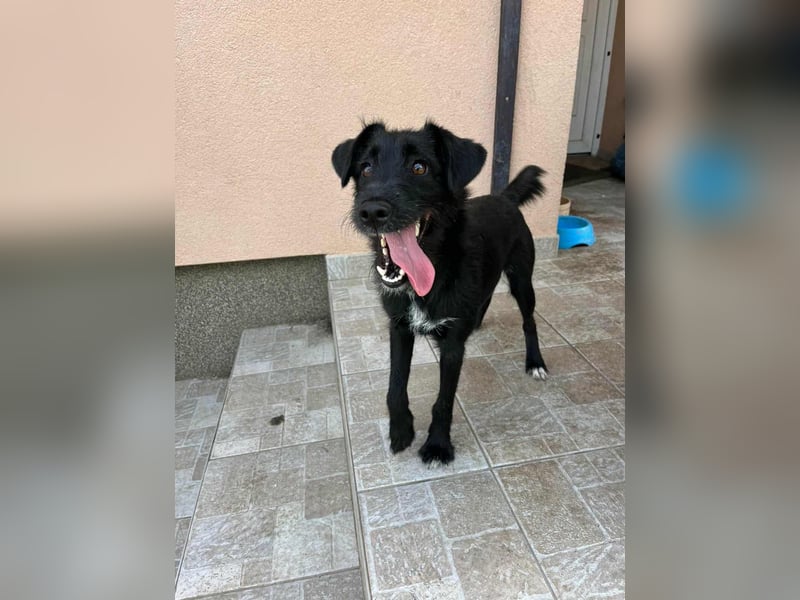 Terka, geboren 01.08.2024, 40cm sucht liebevolles Zuhause
