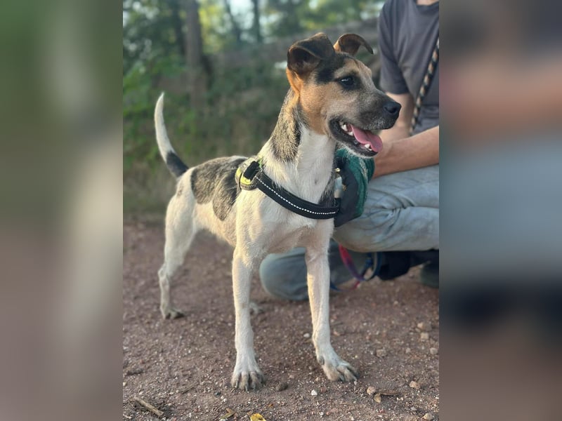 Zümi, geboren 10.12.2024, 40cm sucht seine Menschen