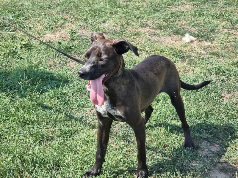 Hailey, geboren 25.01.2025, 39cm sucht aktives Zuhause