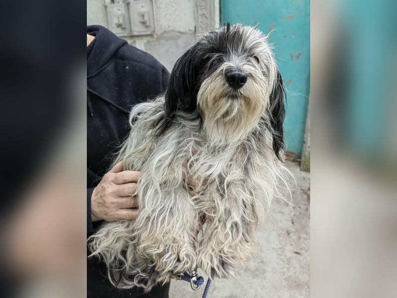 Gizmo, geboren 01.11.2022, 26cm sucht Geborgenheit