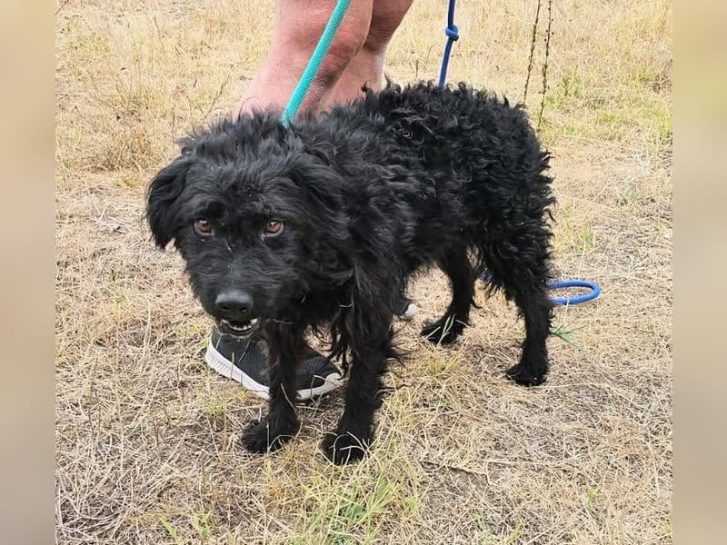 Anka, geboren 01.03.2025, 39cm sucht ihre Chance