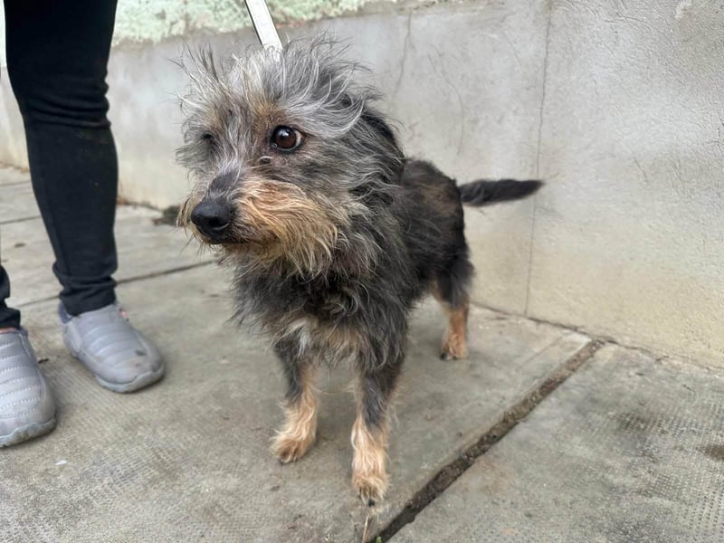 Lola, 5 Jahre, 32cm sucht ihr Plätzchen