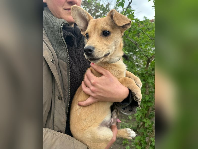 Yoda, geboren 13.01.2026, 26cm sucht sein Zuhause