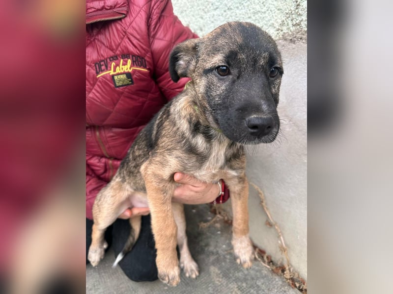 Mano, geboren 11.09.2025, 33cm sucht sein Glück