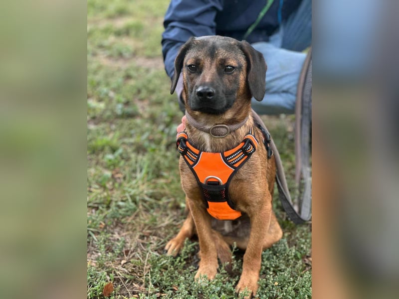 Belfegor, geboren 05.01.2025, 41cm sucht sein Körbchen