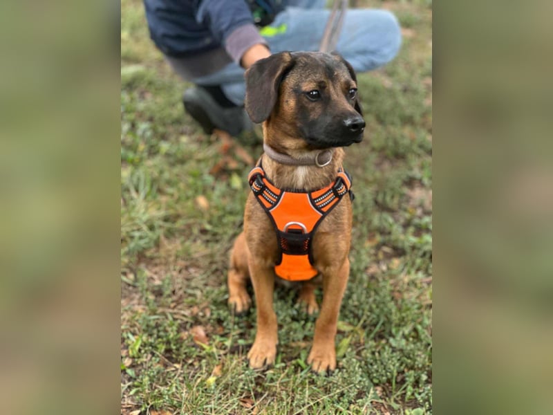 Belfegor, geboren 05.01.2025, 41cm sucht sein Körbchen