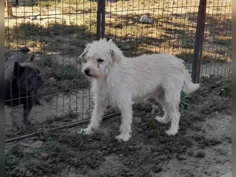 Fredi, 1,5 Jahre, 35cm sucht sein Körbchen