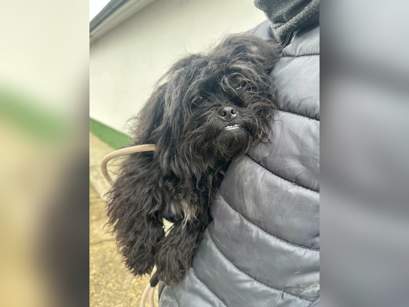 Black, geboren 02.08.2025, 25cm sucht seinen Kuschelplatz