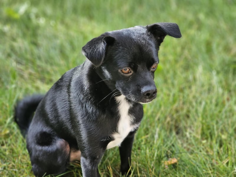 Onix, geboren 31.01.2025, 38cm sucht neuen Wirkungskreis (Pflegestelle in Deutschland)