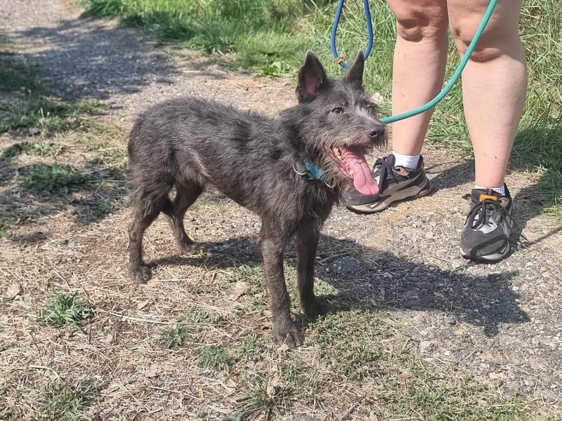 Amira, geb. 2022, 39 cm, sucht aktive erfahrene Menschen