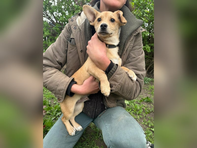 Yoda, geboren 13.01.2026, 26cm sucht sein Zuhause