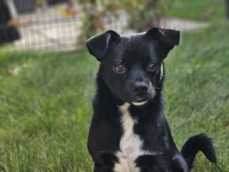 Onix, geboren 31.01.2025, 38cm sucht neuen Wirkungskreis (Pflegestelle in Deutschland)