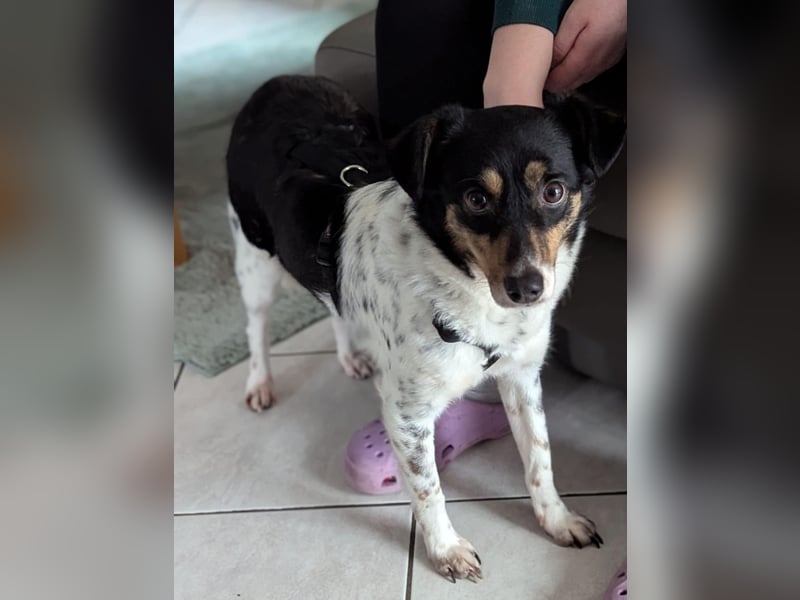 Milo, geboren 21.05.2023, 43cm sucht sein Zuhause (Pflegestelle in Deutschland)