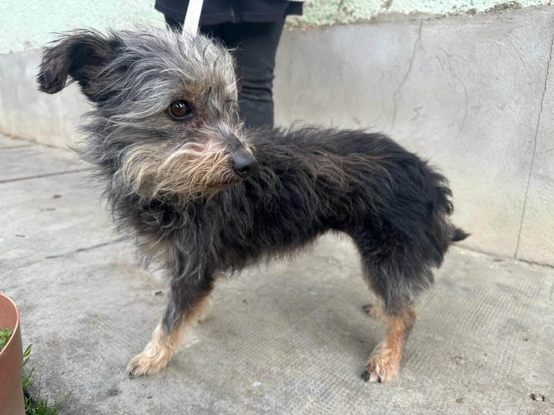 Lola, 5 Jahre, 32cm sucht ihr Plätzchen