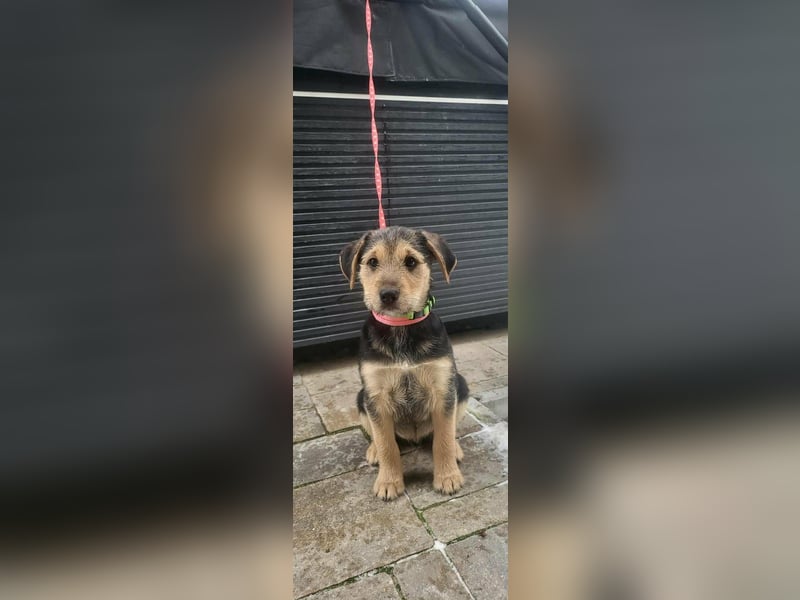 Cooper, geboren 19.10.2025, 33cm sucht seine Menschen