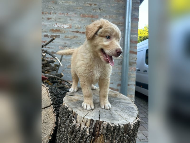 Sari, geboren 25.04.2026, 30cm sucht ihre Familie