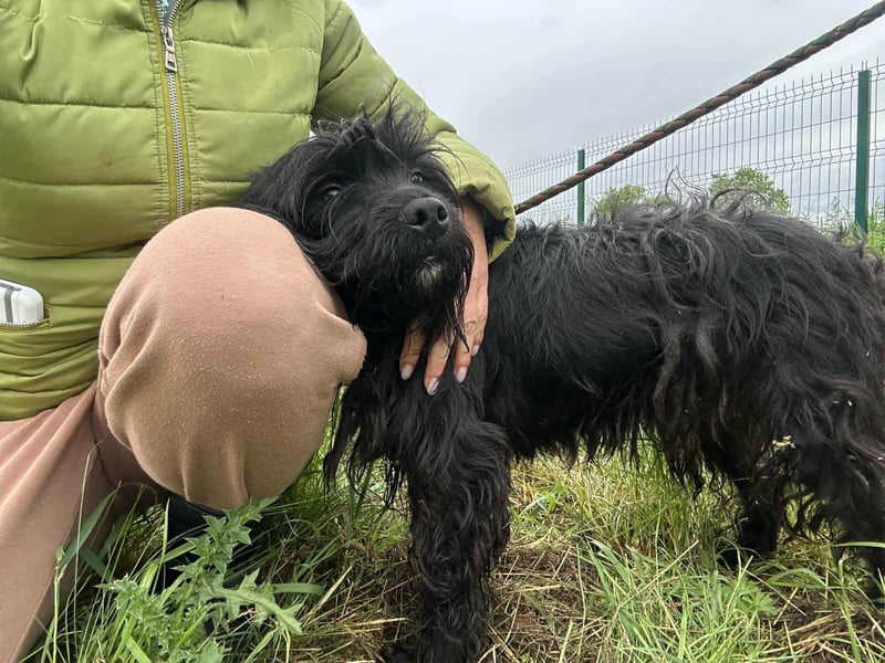 Rambo, geboren 01.03.2023, 42cm sucht sein für immer Zuhause