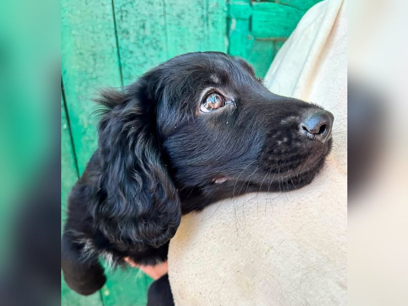 Madox, geboren 04.05.2026, 28cm sucht seine Chance