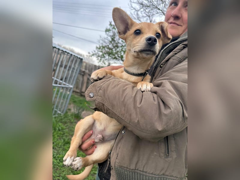 Yoda, geboren 13.01.2026, 26cm sucht sein Zuhause