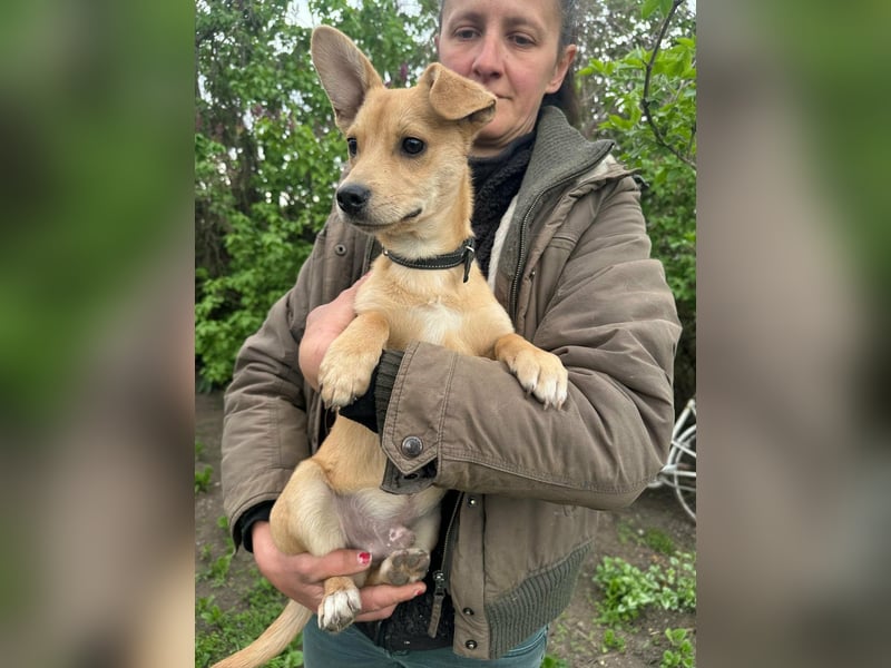 Yoda, geboren 13.01.2026, 26cm sucht sein Zuhause