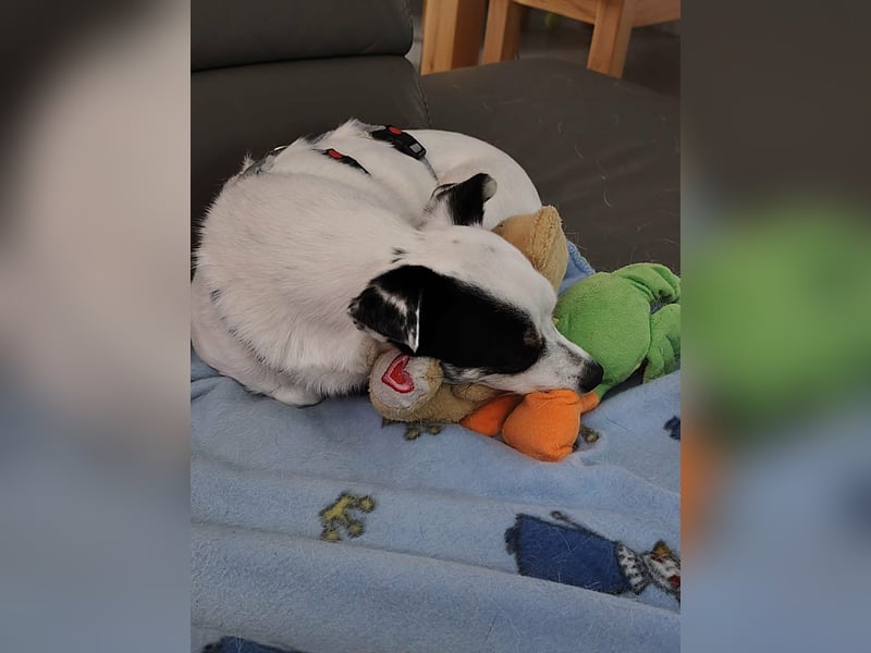 Mezi, geboren 21.05.2023, 35cm sucht ihr für immer Zuhause (Pflegestelle Deutschland)