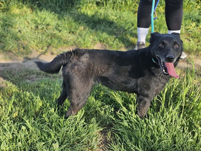 Eben, geboren 01.03.2022, 40cm sucht ihr Körbchen