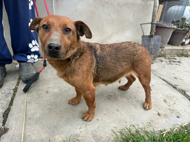 Paloma, geboren 01.10.2019, 34cm sucht ihre Menschen