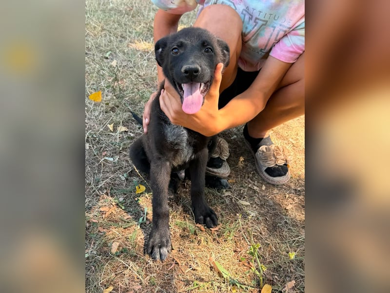 Diablo, geboren 25.05.2026, 32cm sucht seine Chance
