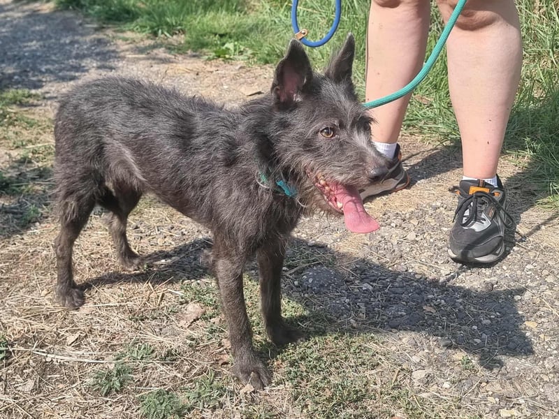 Amira, geboren 2022, 39cm sucht ihre Chance