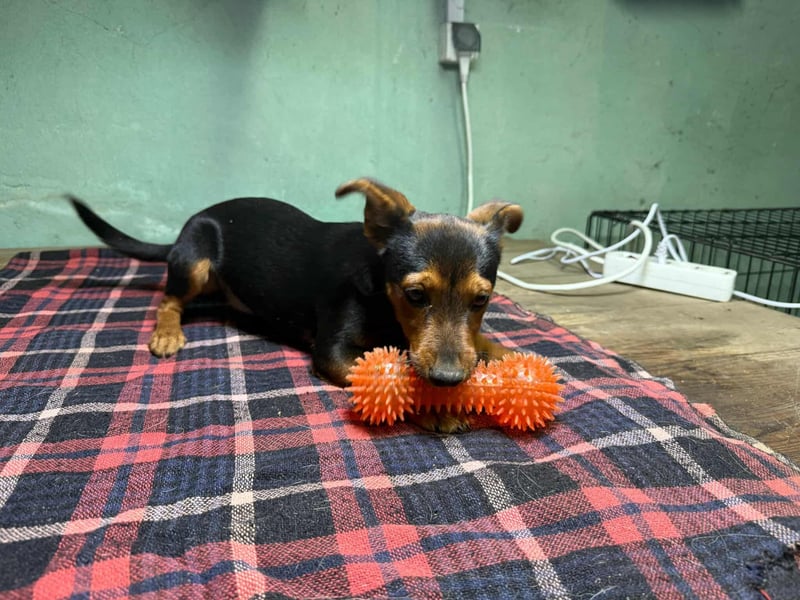 Eper, geboren 10.07.2025, 26cm sucht ihr Zuhause fürs Leben