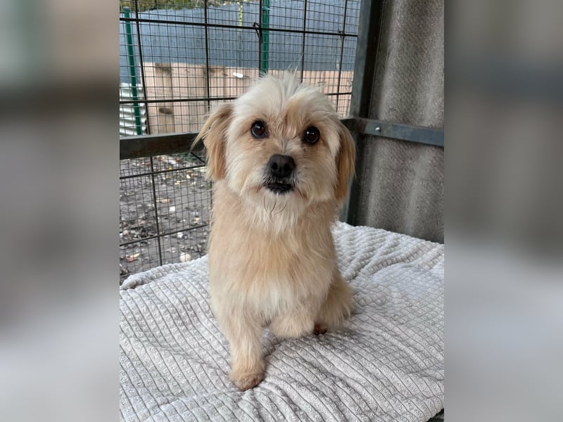 Suzy, geboren 28.11.2023, 34cm sucht ihre Menschen