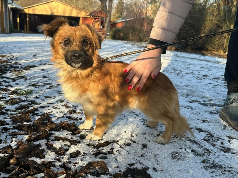 Leo, geboren 12.05.2023, 31cm sucht sein Glück