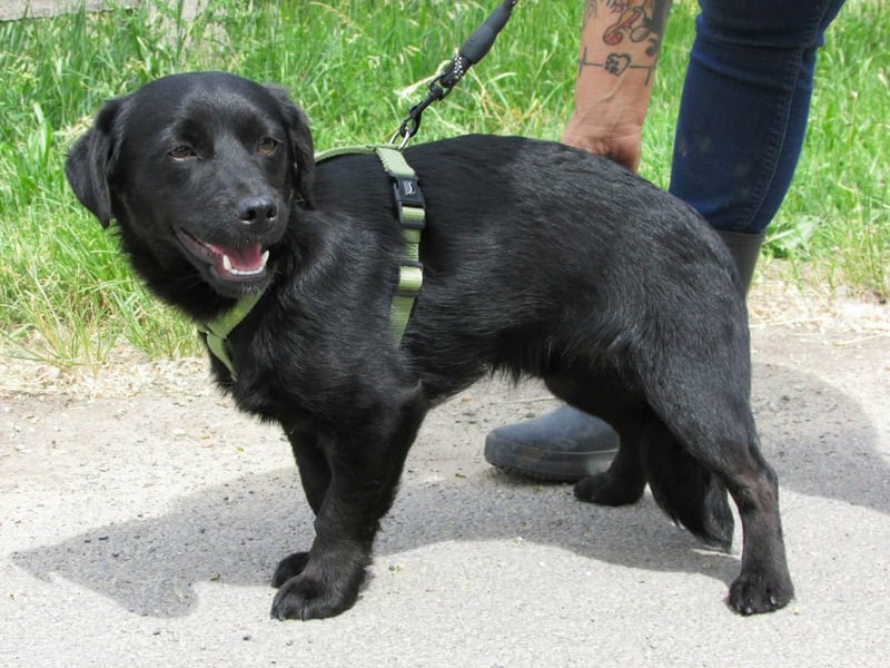 Raizo, geboren 01.08.2025, 35cm sucht seine Familie