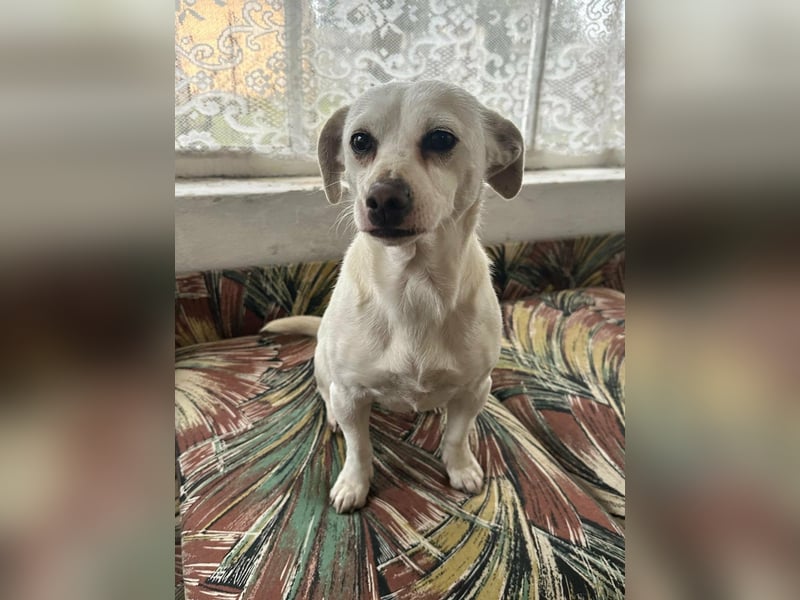 Vanilla, geboren 01.2023, 32cm sucht liebevolles Zuhause