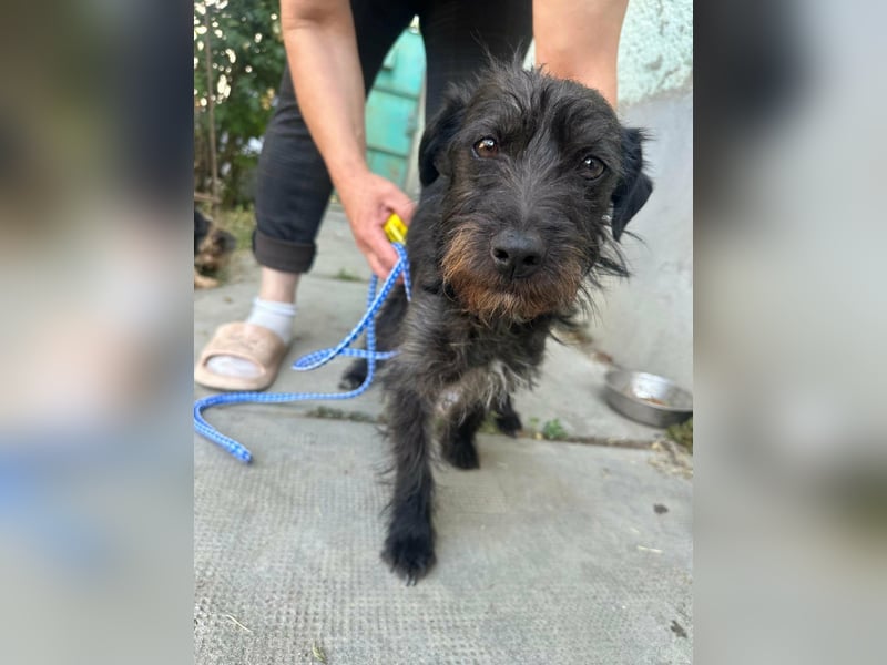Pixie, geboren 02.11.2025, 33cm sucht ihr Zuhause
