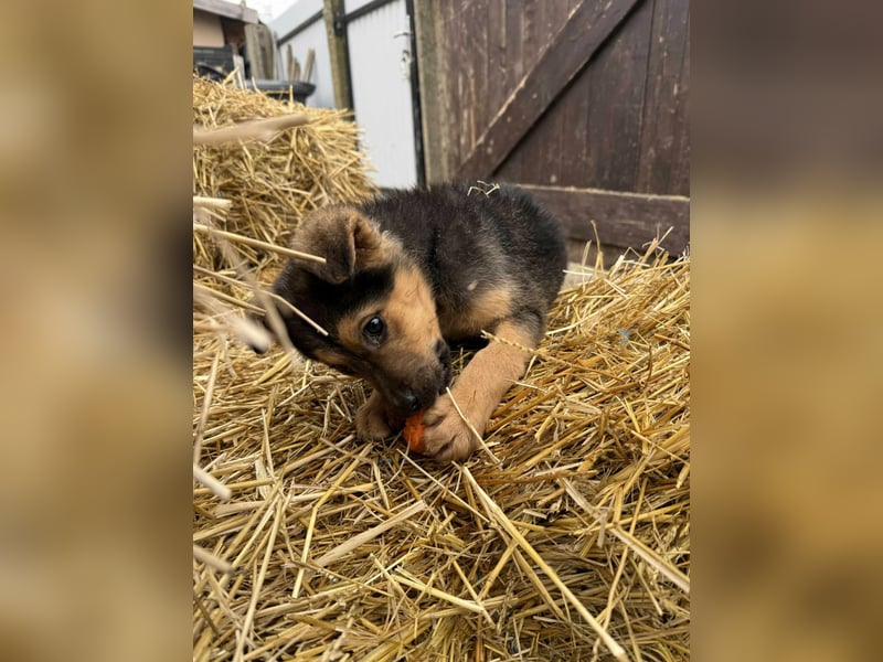 Mancs, geboren 04.10.2025, 30cm sucht leibevolles Zuhause