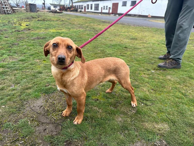 Bubu, geb. 05.2025, 35cm, sucht seine Familie