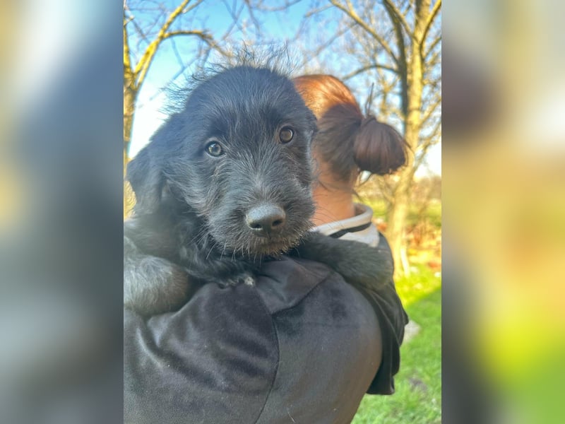 Tommy, geb. 12.2025, 36cm sucht sein Körbchen